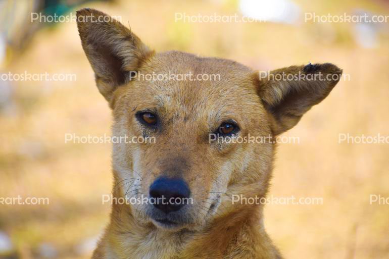 A Indian Dog Stock Image