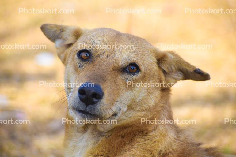 A Indian Street Dog With Innocent Look