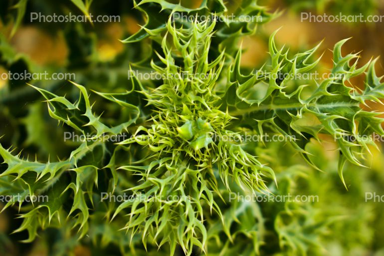 Cactus Tree