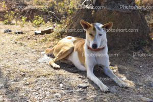 cute-indian-multicolor-street-dog