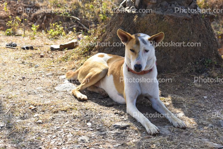 Cute Indian Multicolor Street Dog