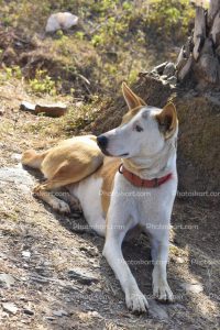 cute-indian-street-dog-multicolor