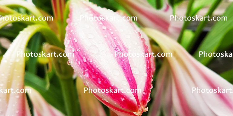 Flower Background Stock Image