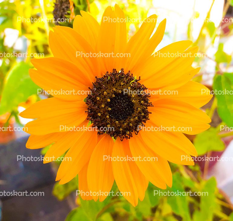 A Bright Beautiful Sunflower