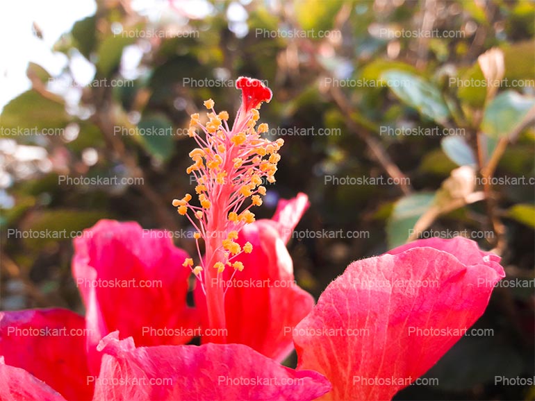 Beautiful Hibiscus Flower Image