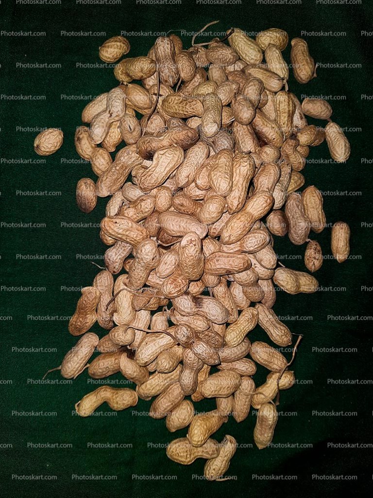 Peanut High Res Stock Photo