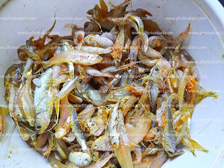 Mixing Small Fish In Bengal Stock Image