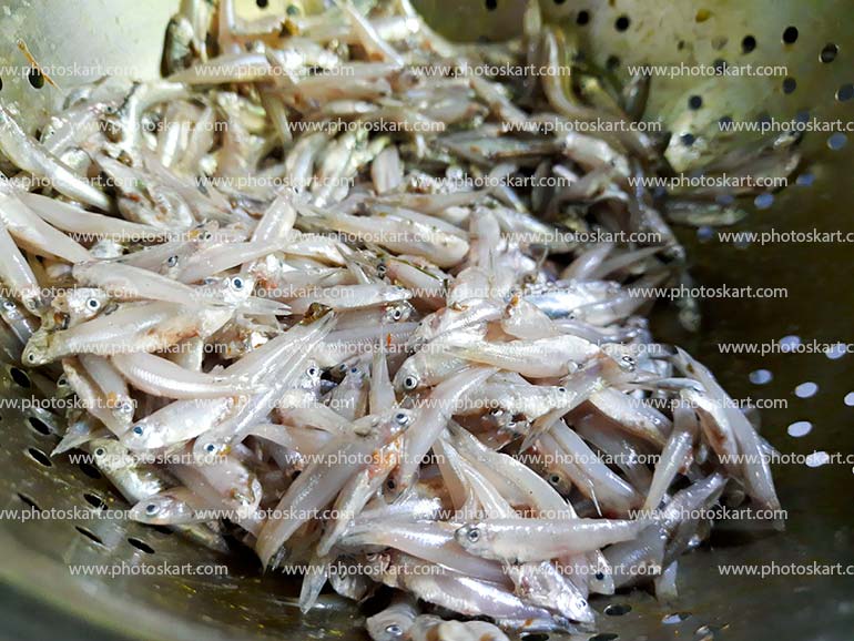 Mourola Fish Stock Image