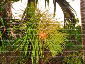 sunset-behind-the-supari-tree-stock-photo