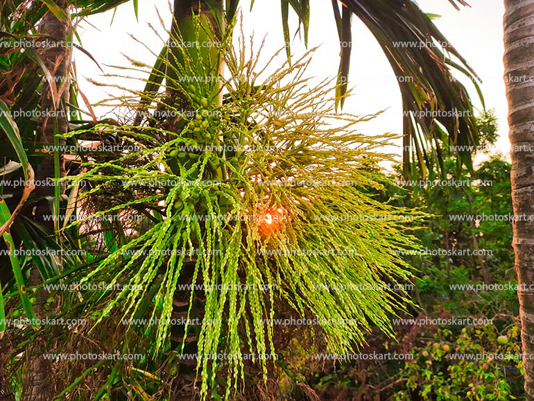 Sunset Behind The Supari Tree Stock Photo