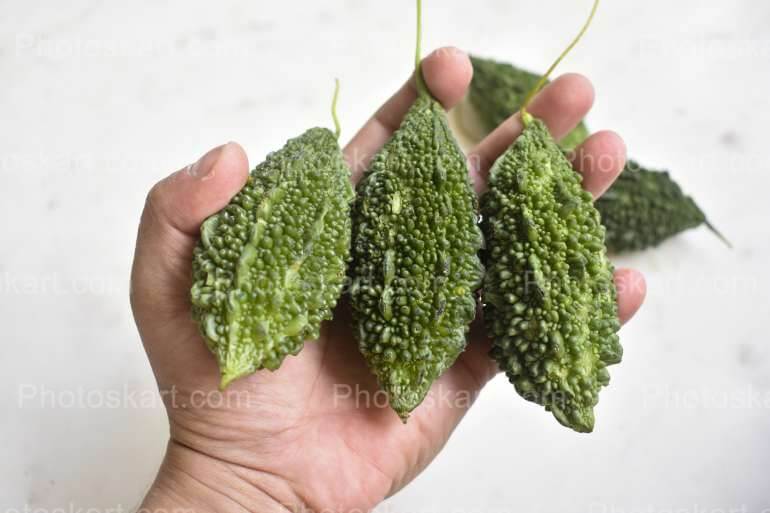 Bitter Gourd Hold On A Hand Stock Photo
