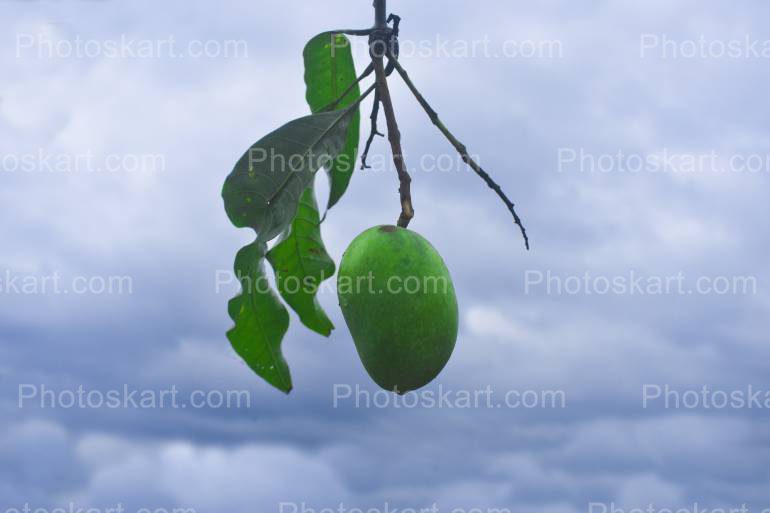 Green Mango With Blue Sky