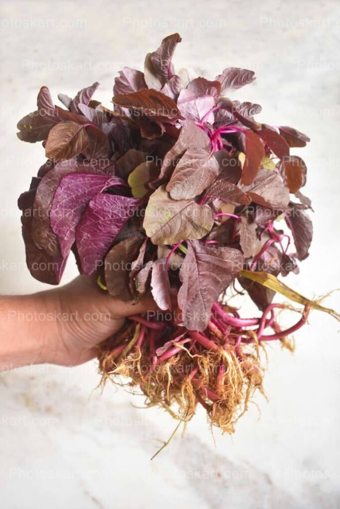 Red Spinach Holding By Hand Photography