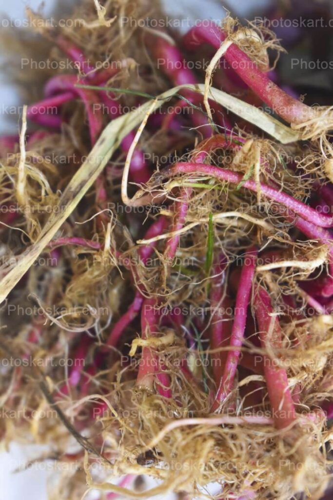 Red Spinach Photography Stock Photo