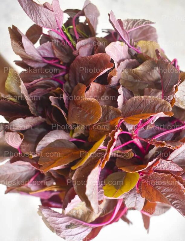 Red Spinach With White Background Stock Image