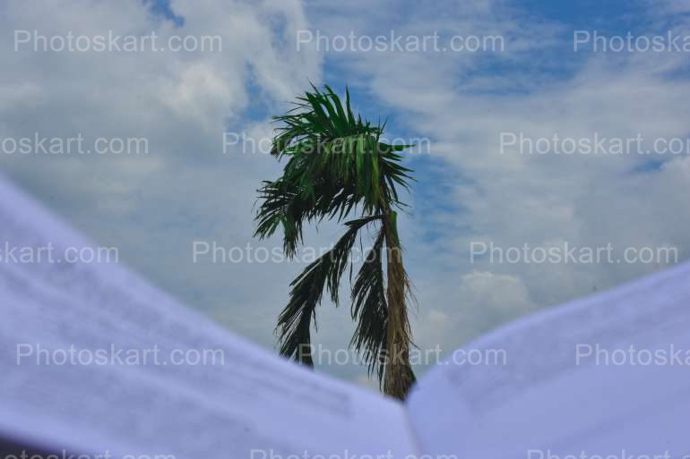 View Tree Front Of Open Book Under Blue Sky 2