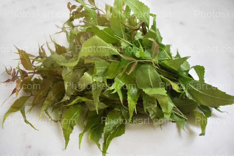 Fresh Neem Leaves Stock Image Photography