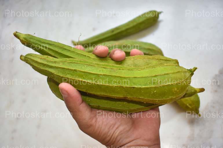 Fresh Vegetable Turai Stock Image Photography