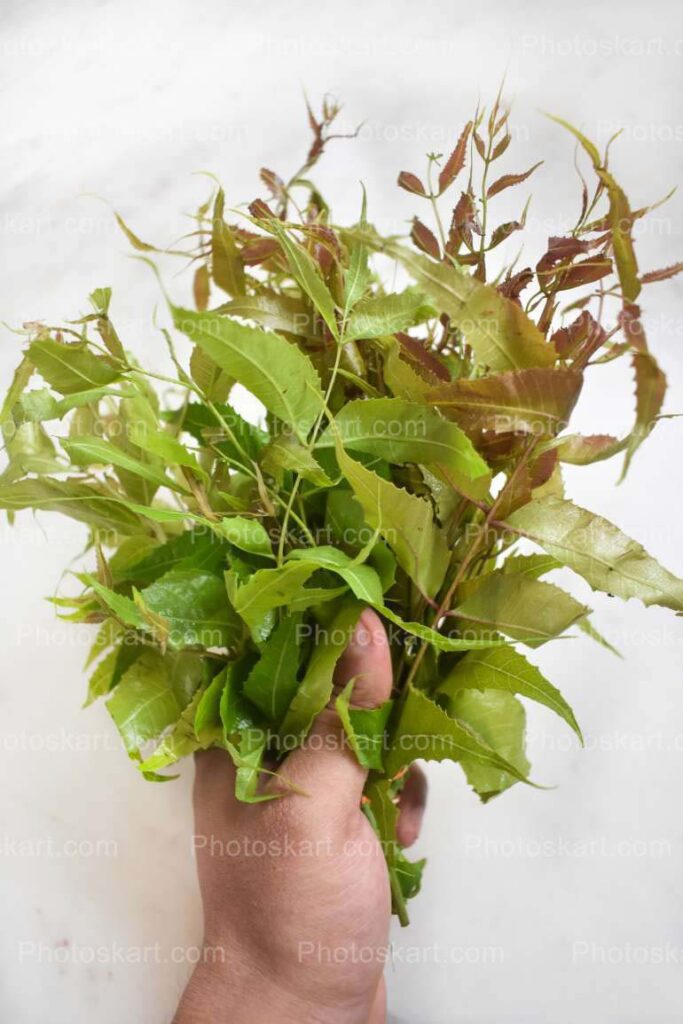 Hand Holding Neem Leaves Stock Image