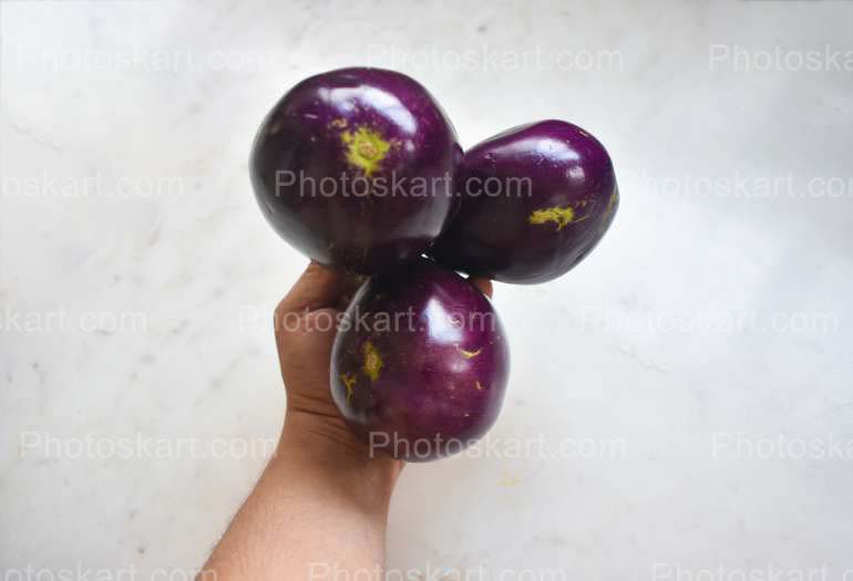Indian Brinjal Stock Image Photography