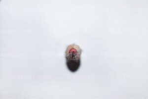 one color pencil royalty free stock image photography
