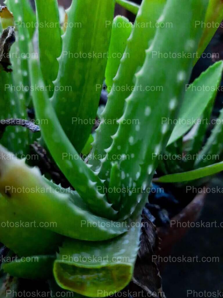 Aloe Vera Plant Stock Image