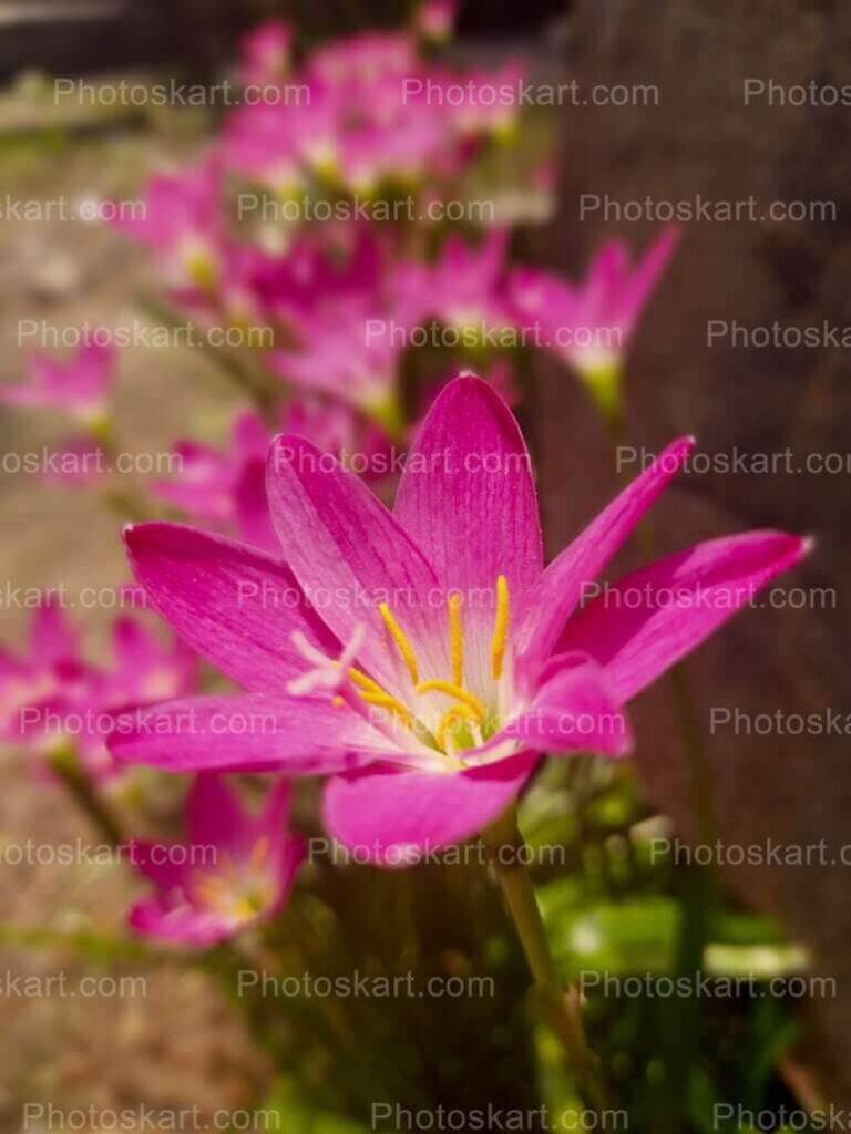 Beautiful Pink Flower Royalty Free Stcok Image