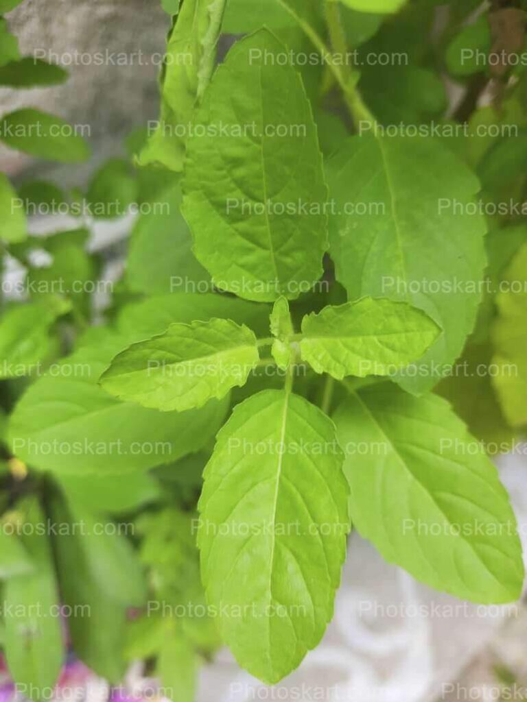 Bunch Of Fresh Tulsi Leaves