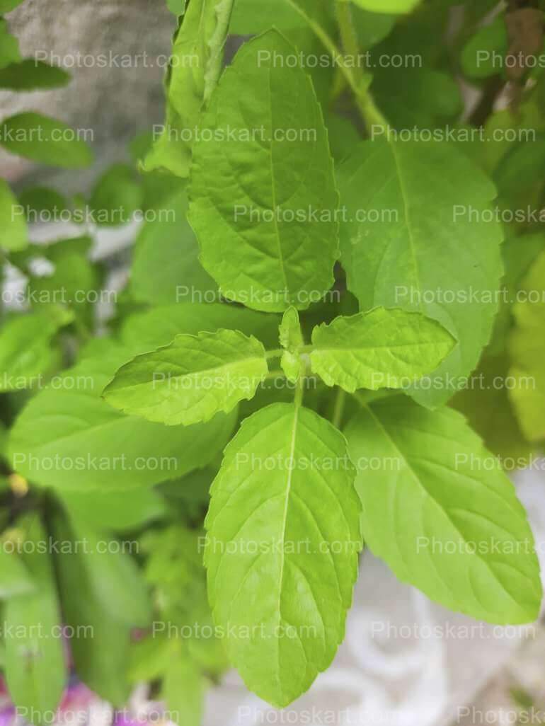 bunch of fresh tulsi leaves | Photoskart
