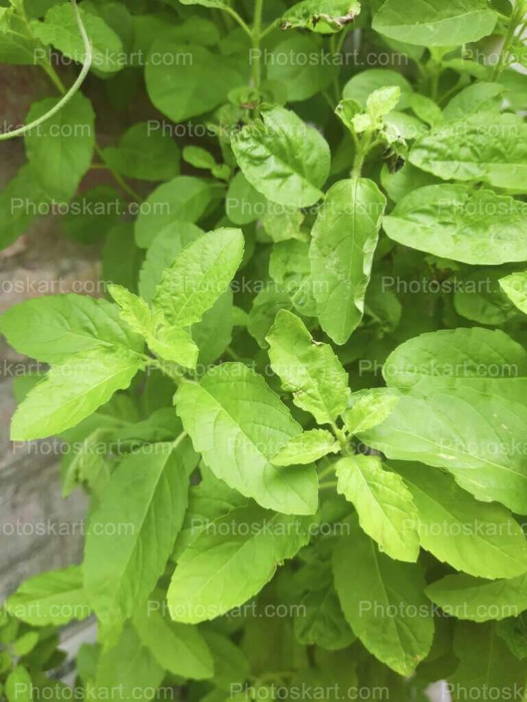 Bunch Of Tulsi Leaves Stock Image