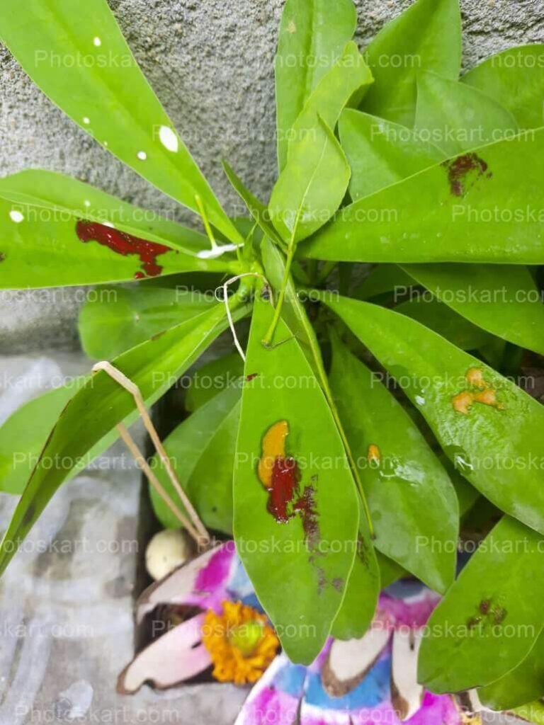 Euphorbia Abyssinica Stock Image
