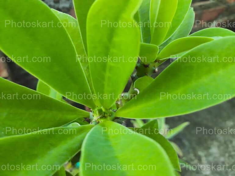 Manasa Tree Leaves Stock Image