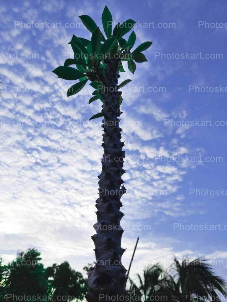 Manasa Tree Royalty Free Stock Image