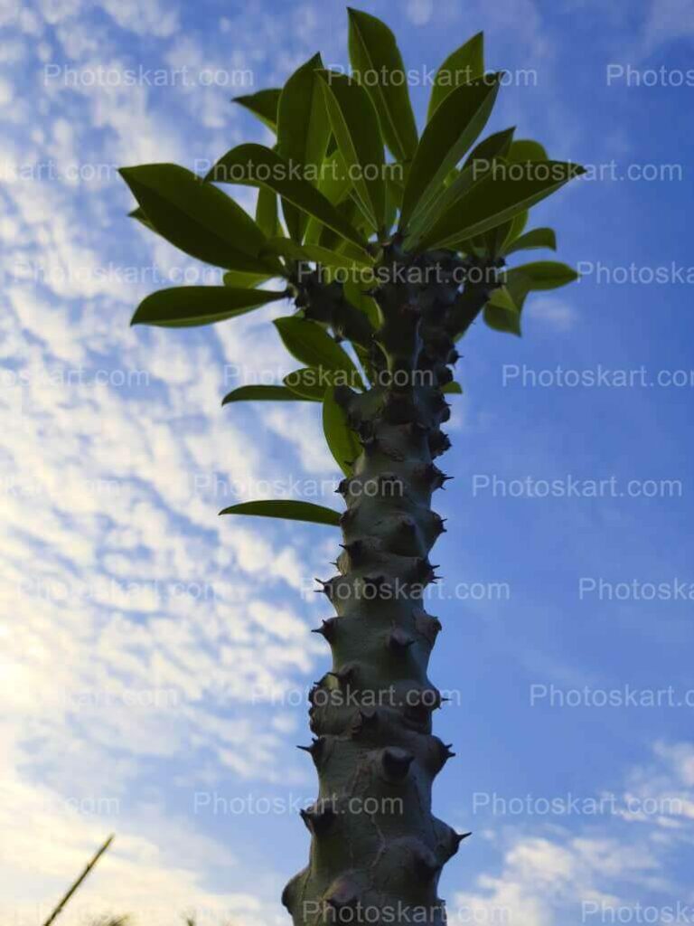 Manasa Tree With Background Sky