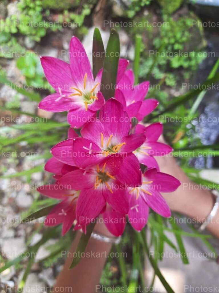 Pink Flower Bunch Holding In Hand Stock Image