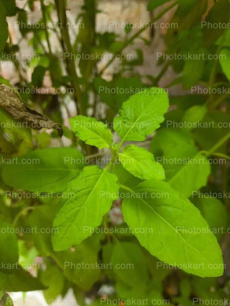 Tulsi Tree Free Stock Image