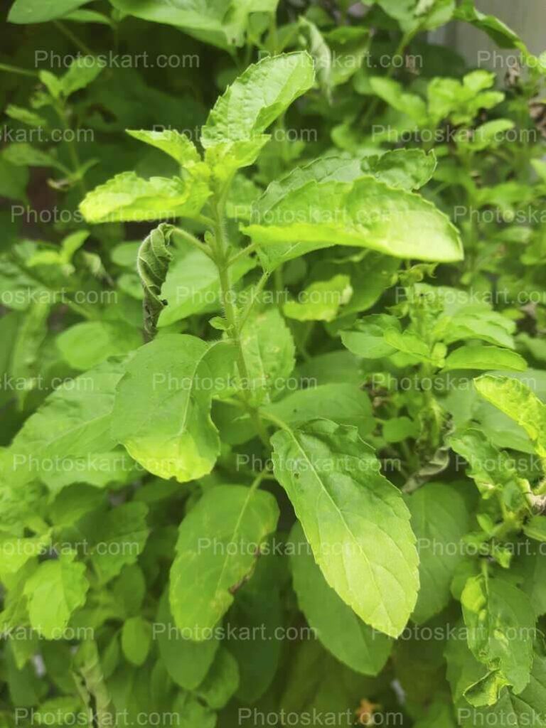 Tulsi Tree Royalty Free Stock Photography