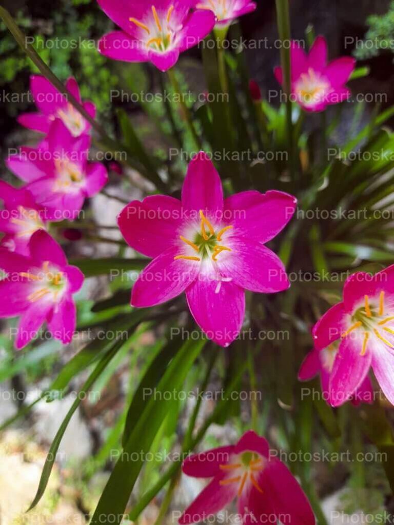 Unique Pink Flower Bunch Stock Image